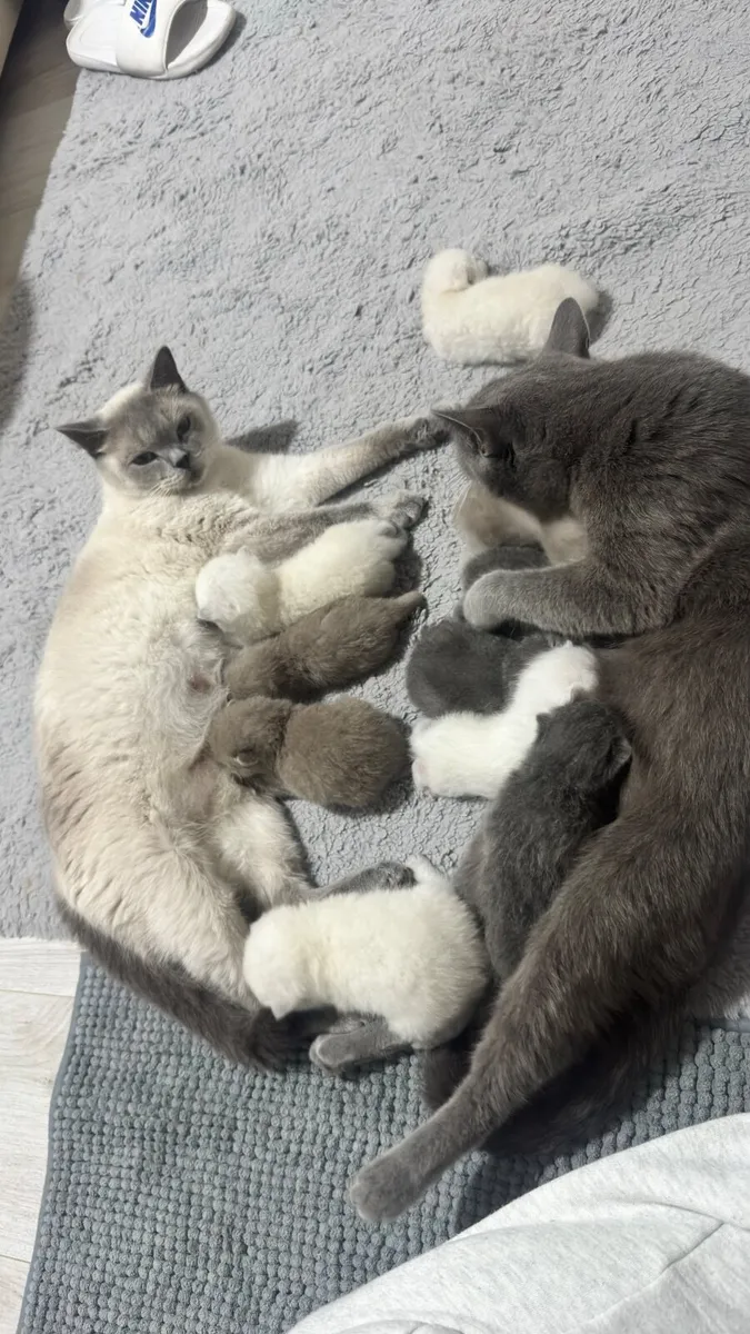 British shorthair kittens - Image 3