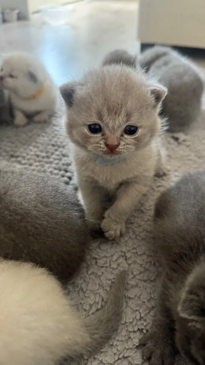 British shorthair kittens - Image 1