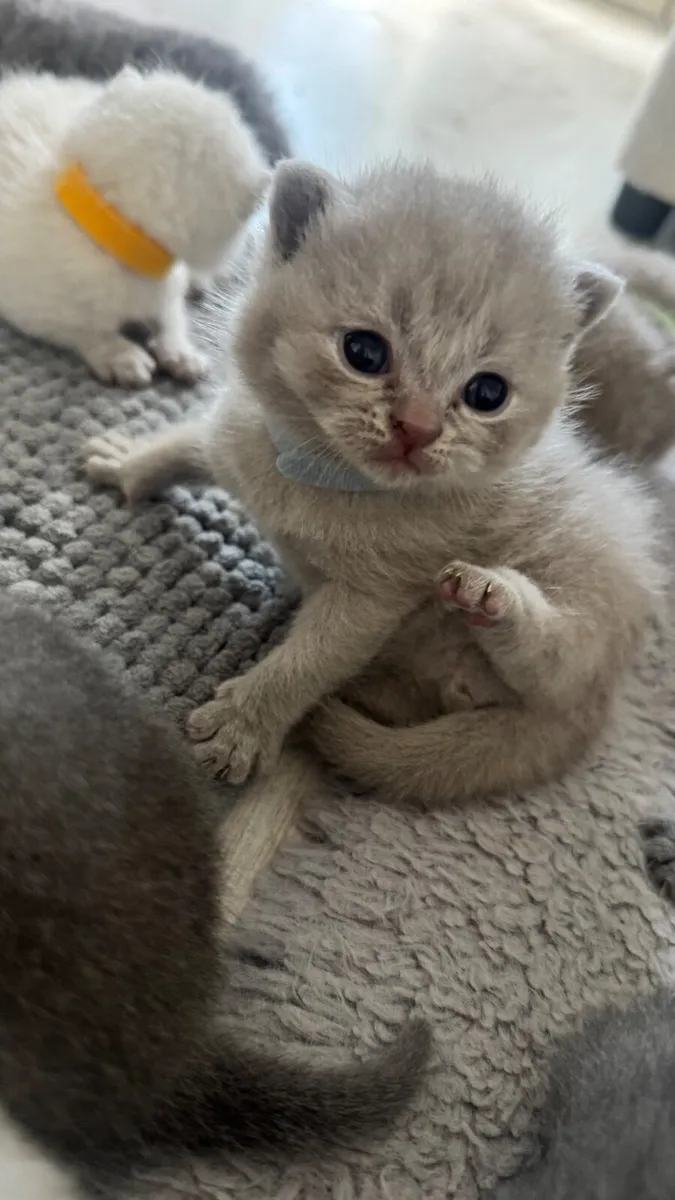 British shorthair kittens - Image 4