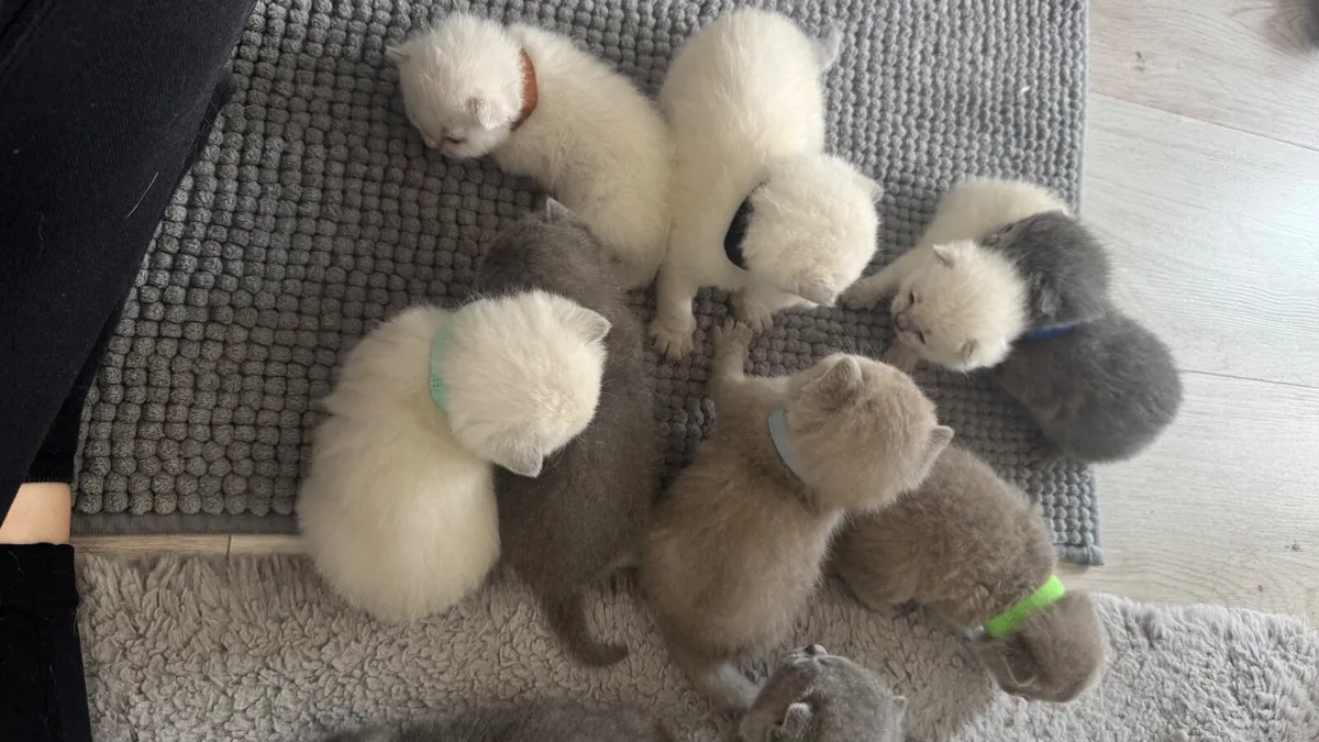British shorthair kittens - Image 4