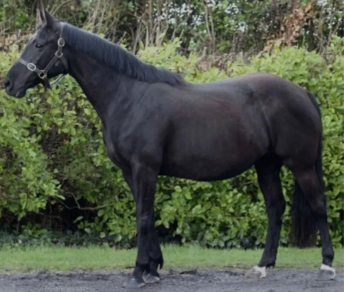 ISH Yearling Colt - Image 3