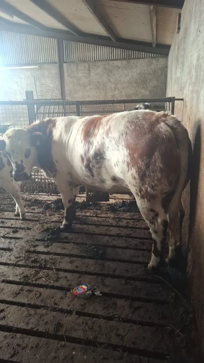 Belgian blue heifer - Image 1