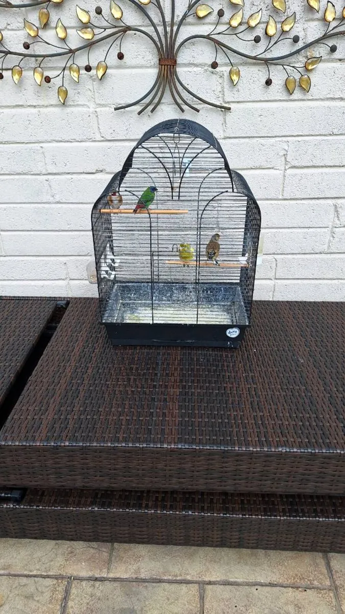 Birds - Image 4