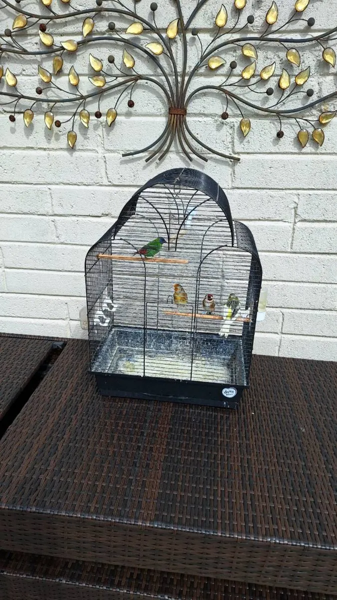 Birds - Image 1