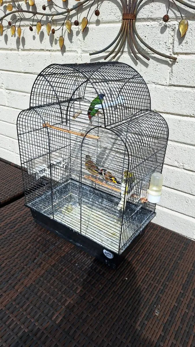 Birds - Image 2