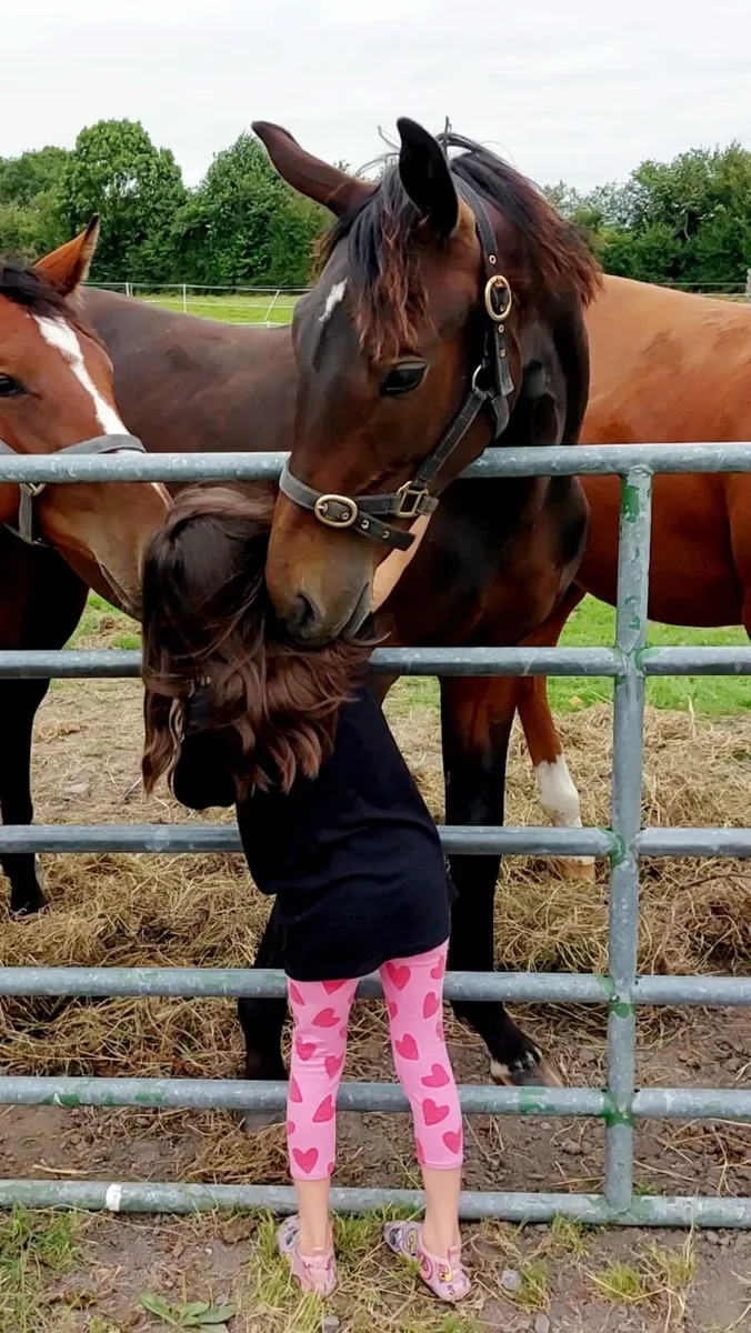 ISH Yearling Colt - Image 2