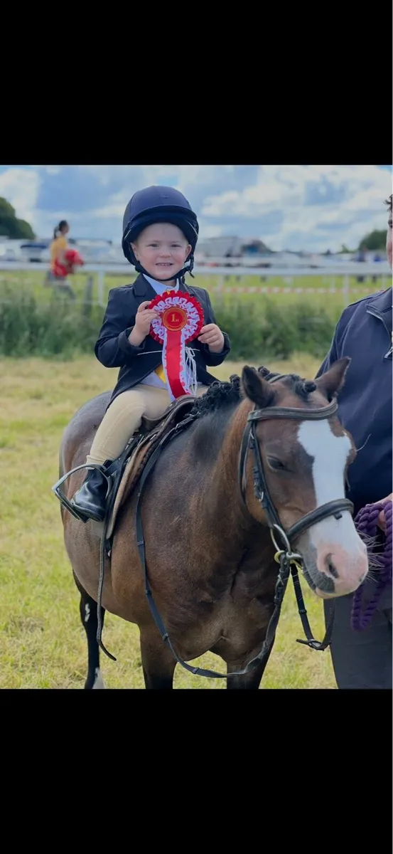 Rent a show pony for all the local shows - Image 1