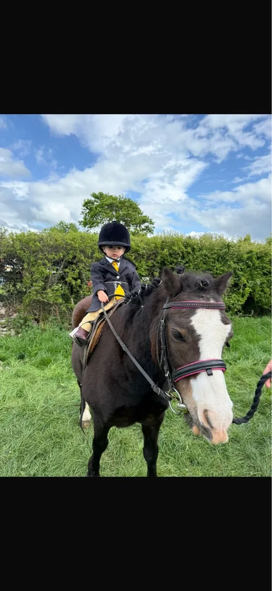 Rent a show pony for all the local shows - Image 3