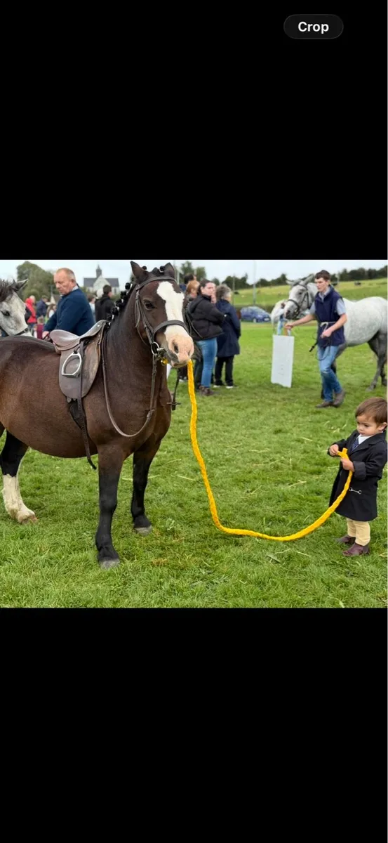Rent a show pony for all the local shows - Image 4