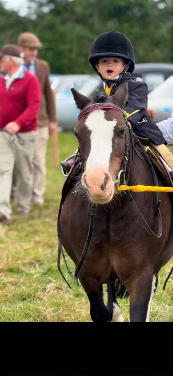 Rent a show pony for all the local shows - Image 2