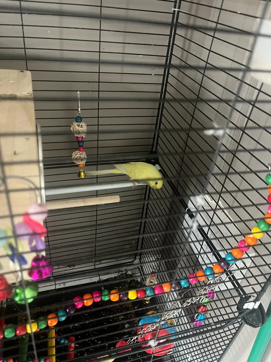 Budgie adoption