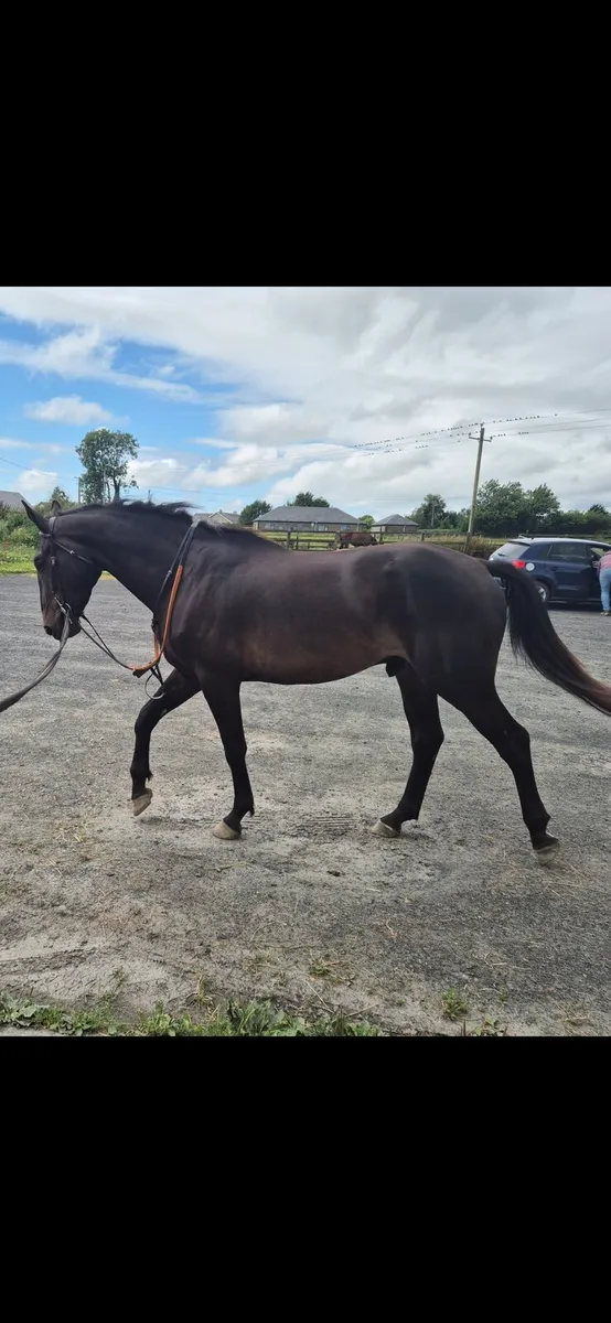 Show Jumper - Image 1