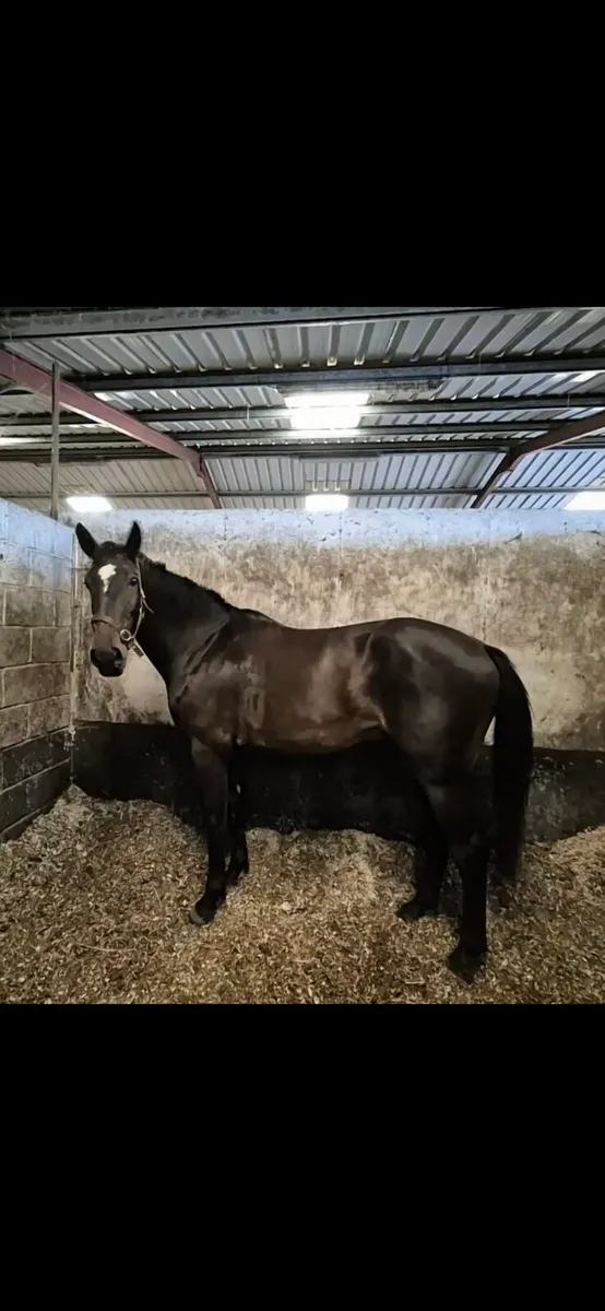 Show Jumper - Image 2
