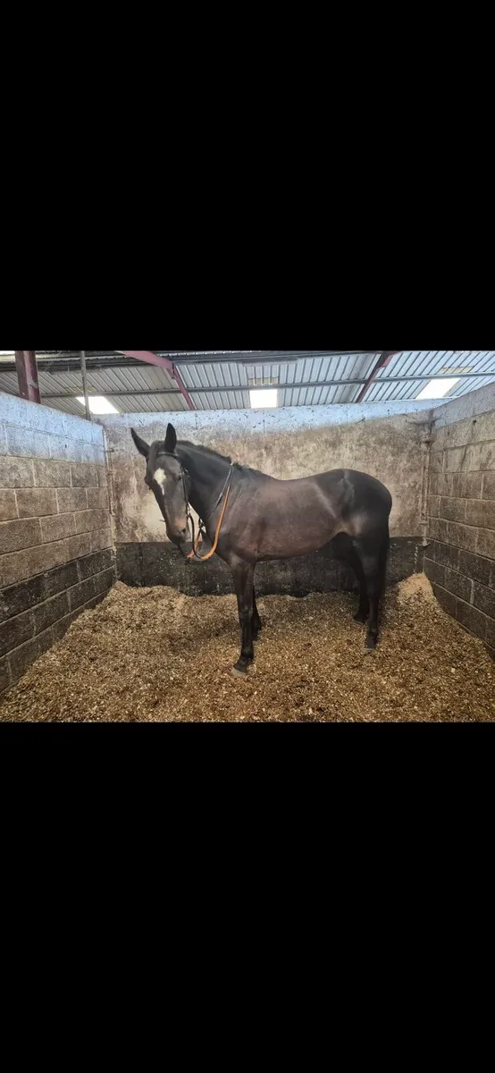 Show Jumper - Image 3
