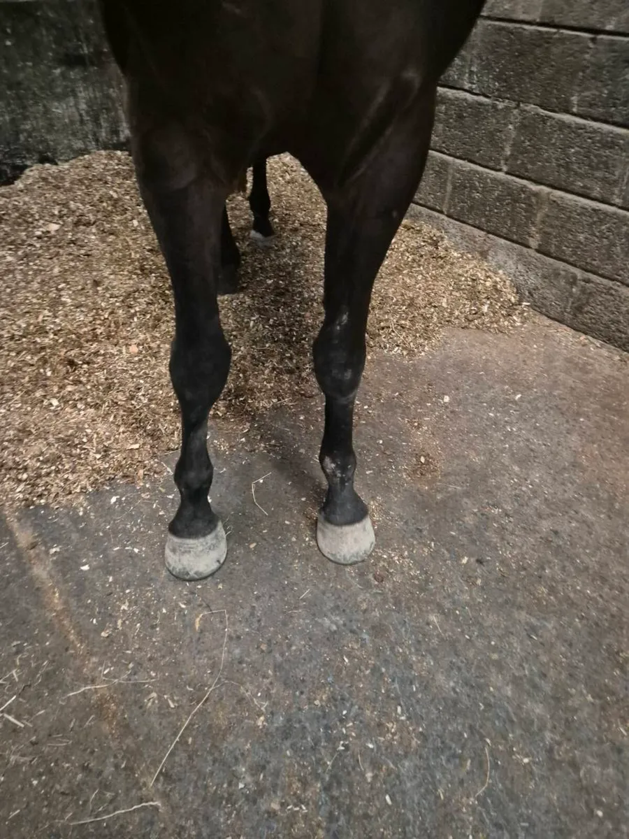 Show Jumper - Image 4