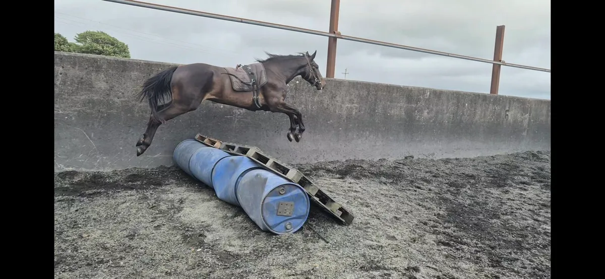 Bay Gelding - Image 2