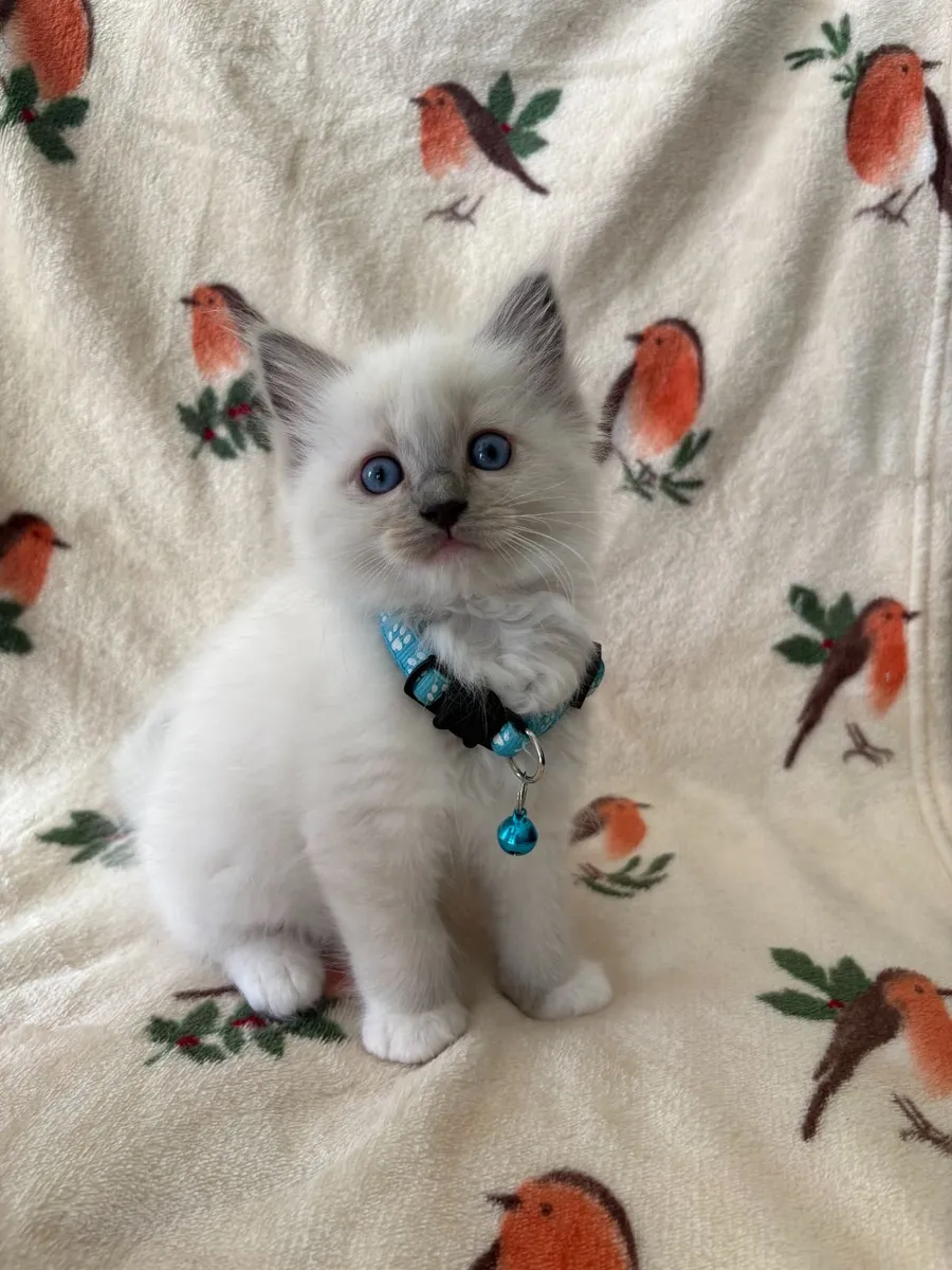 Ragdoll Kittens Purebred - Image 2
