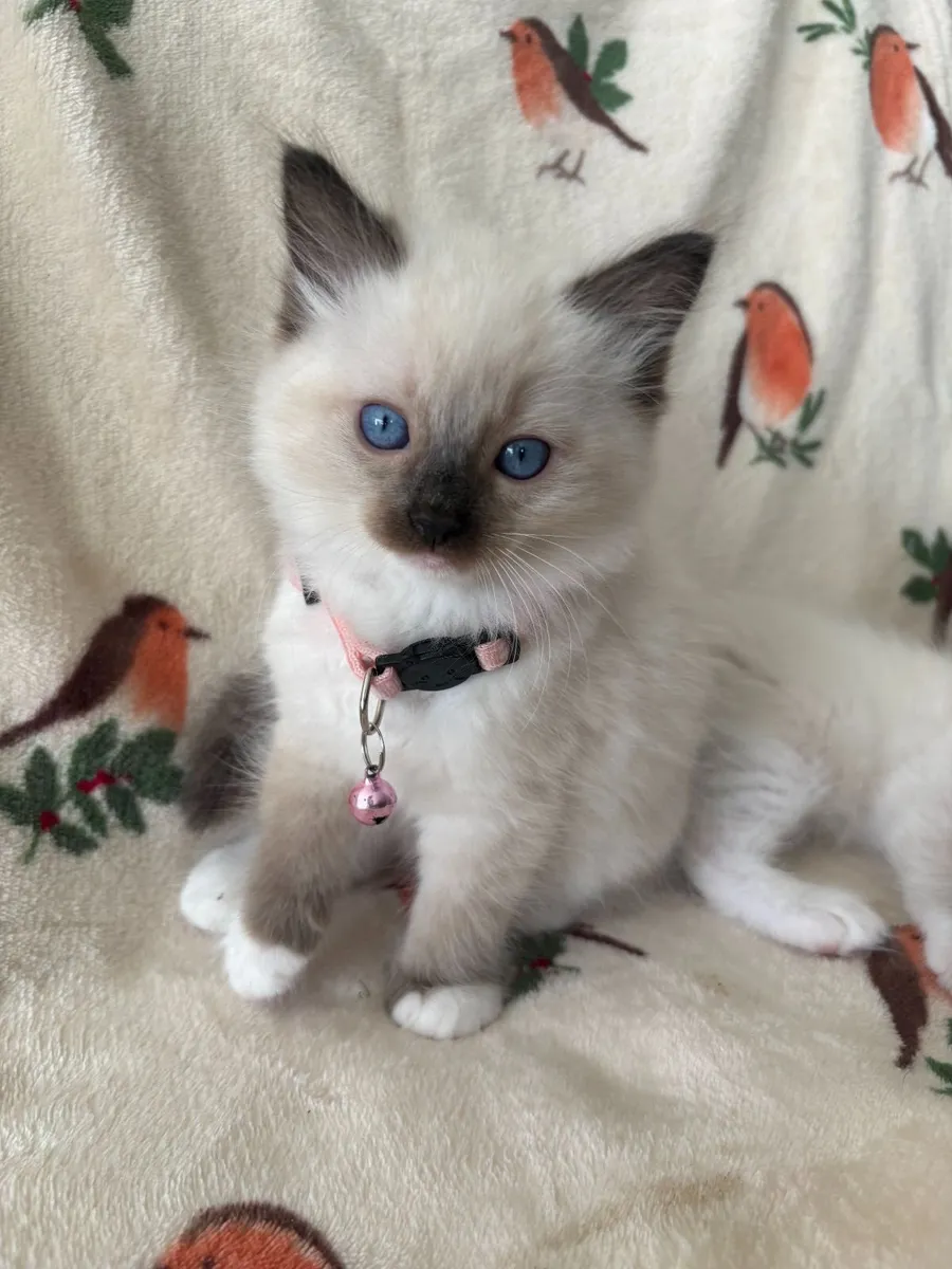 Ragdoll Kittens Purebred - Image 1