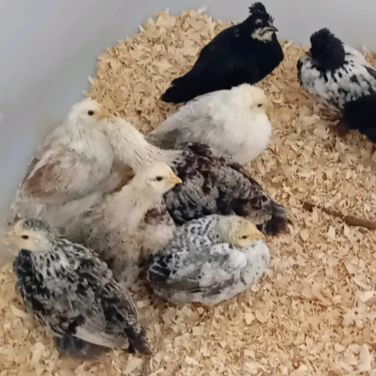 Chicks - Image 1
