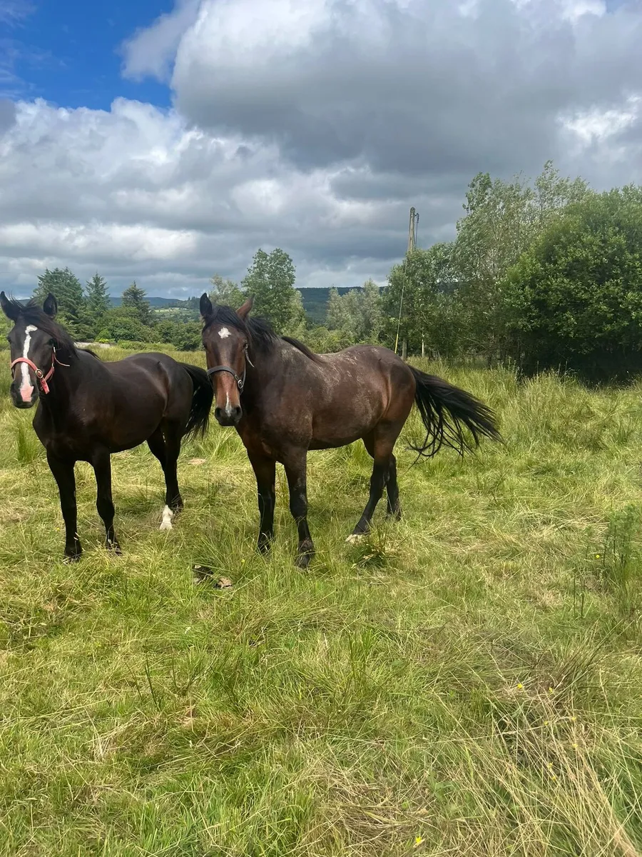 Horses - Image 2