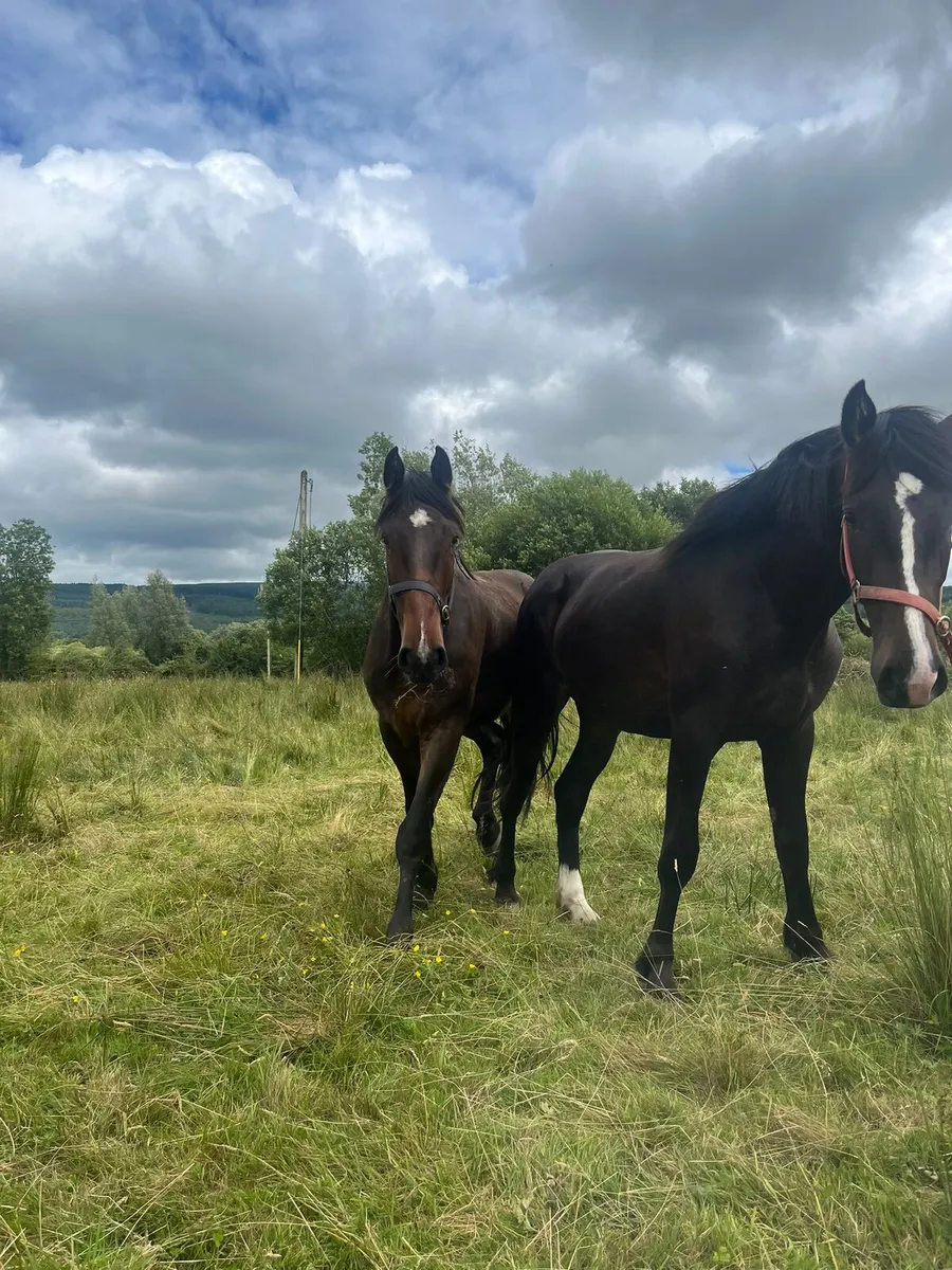 Horses - Image 4