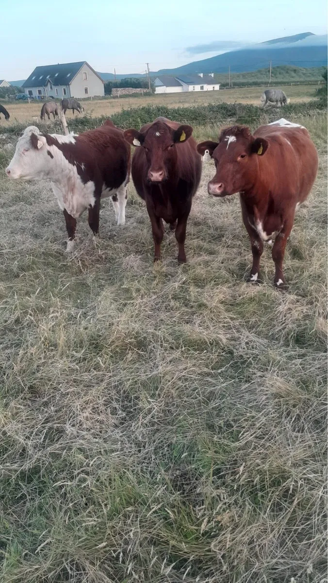 Pure bred heifers - Image 1
