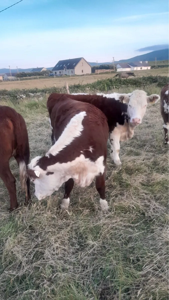 Pure bred heifers - Image 3