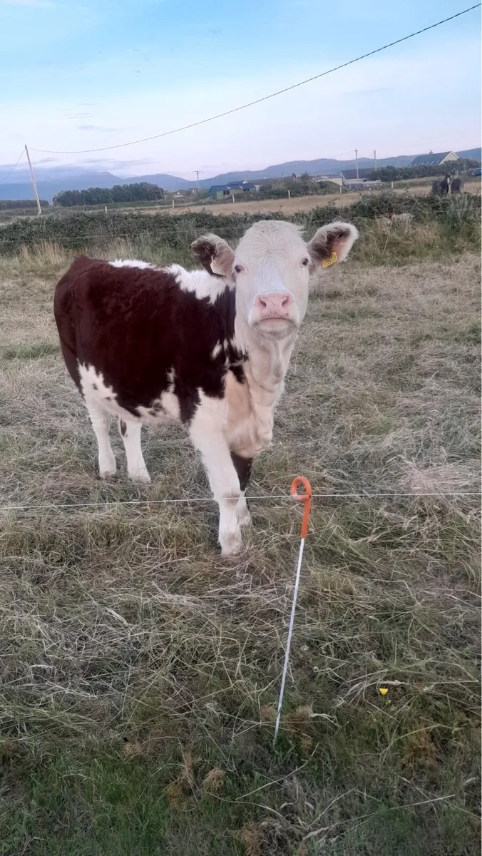 Pure bred heifers - Image 2