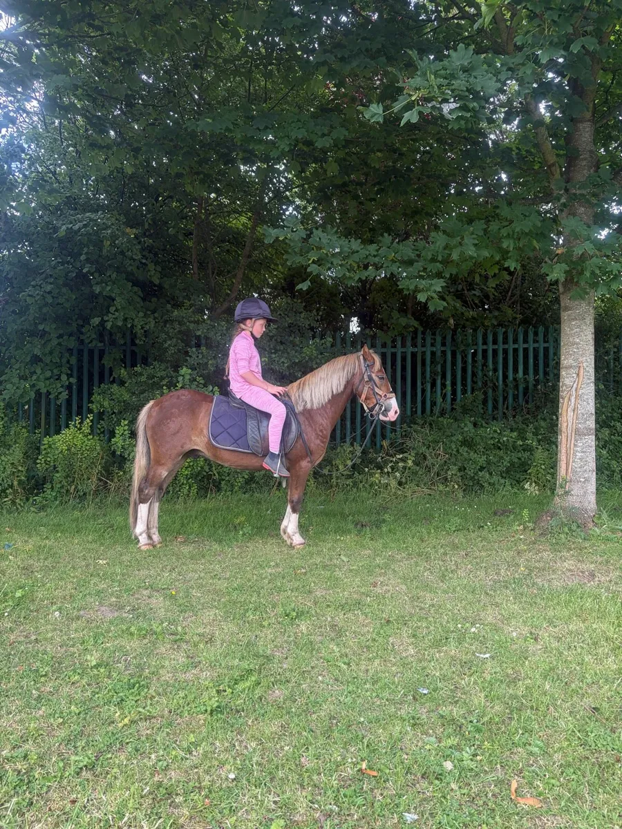 Pony - Image 4