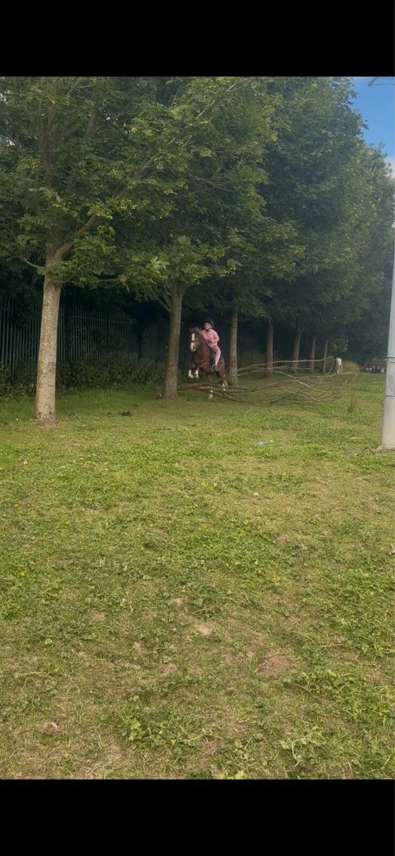 Pony - Image 1