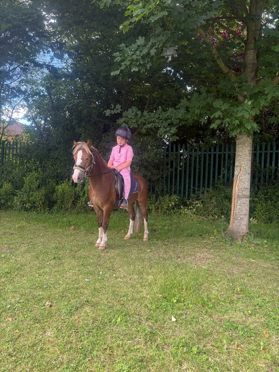 Pony - Image 2