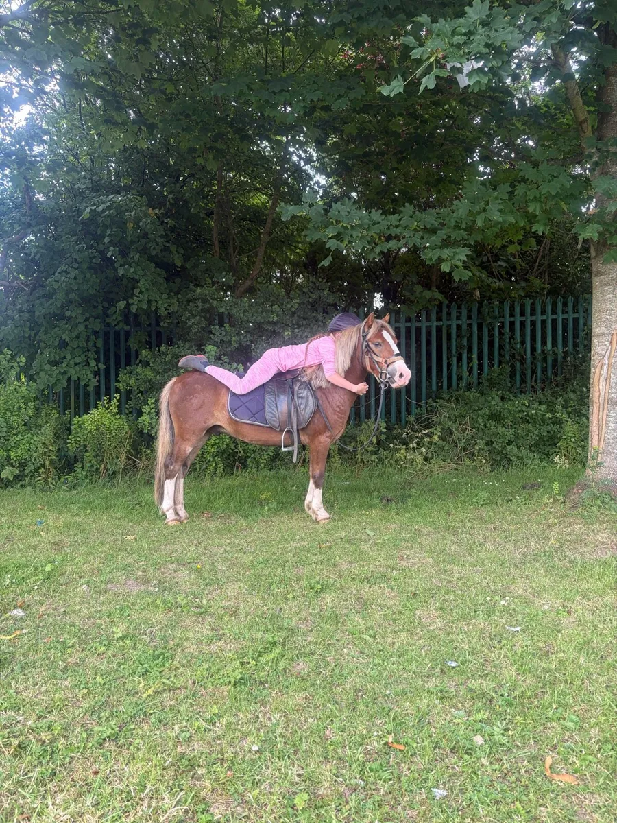 Pony - Image 3