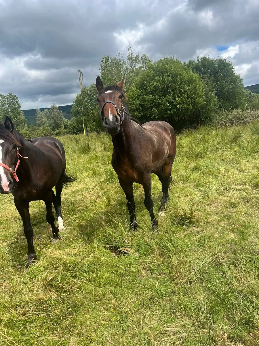 Horses - Image 2