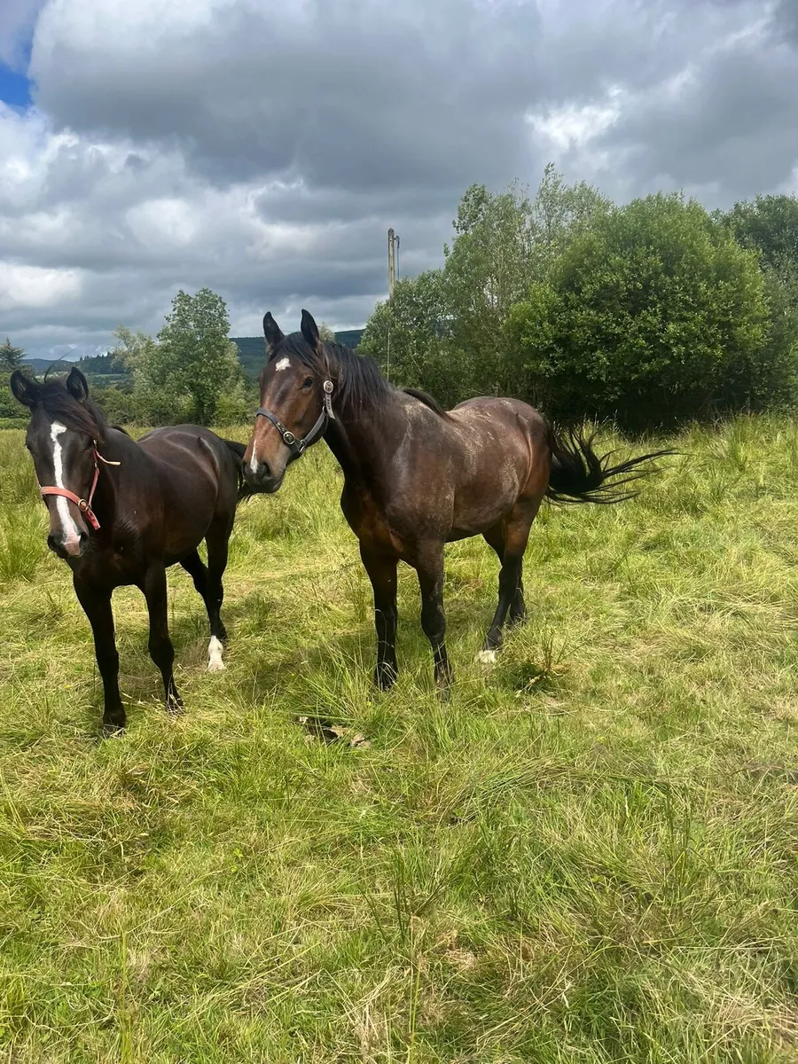 Horses - Image 3