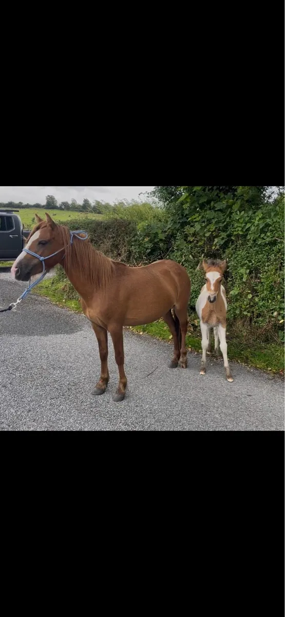 5yo pony mare and foal - Image 2