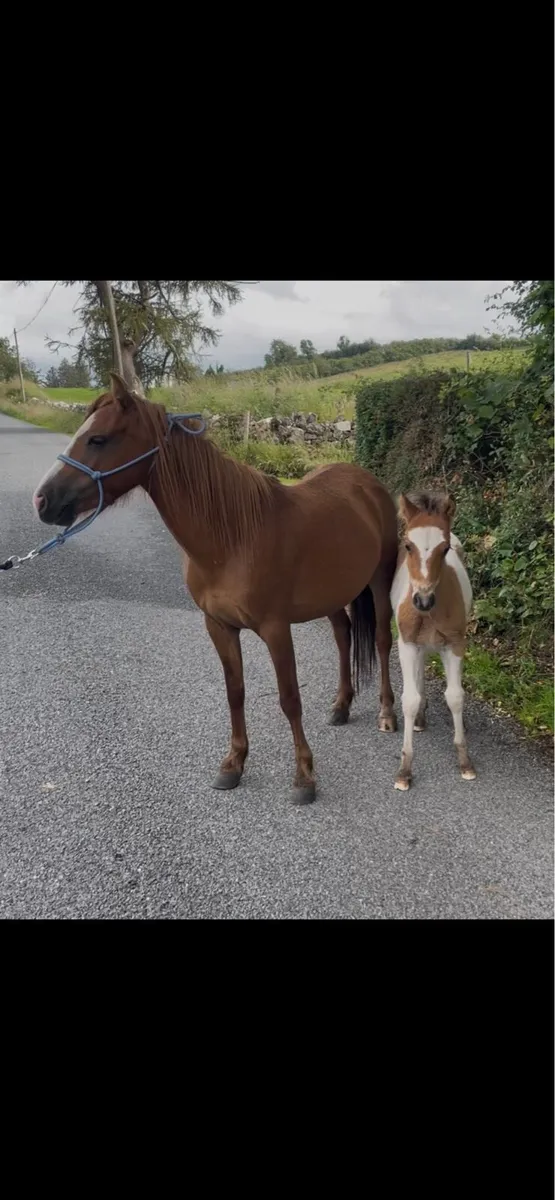 5yo pony mare and foal - Image 3