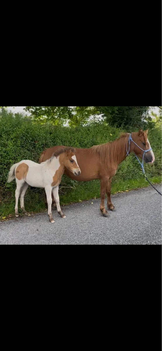 5yo pony mare and foal - Image 4