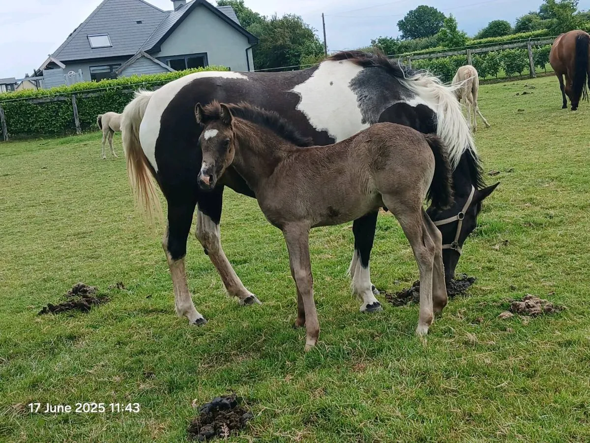 8yo broodmare - Image 3