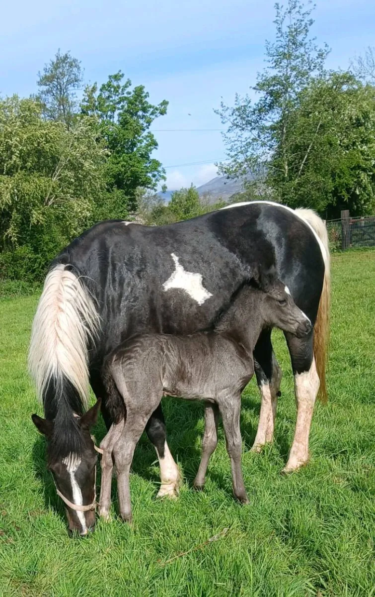 8yo broodmare - Image 4