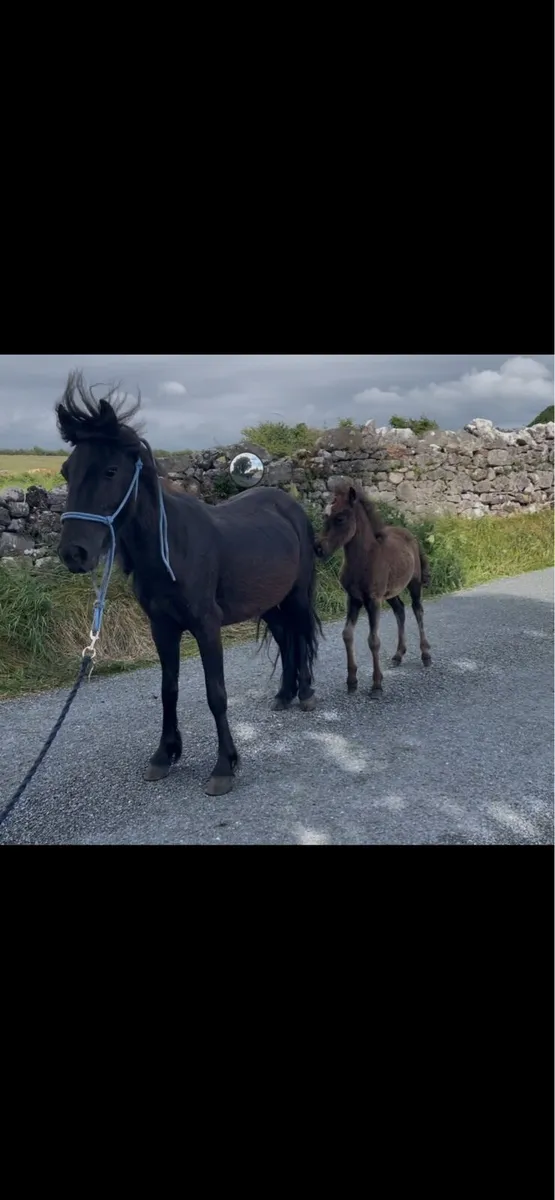 4yo mare pony with foal at foot - Image 1