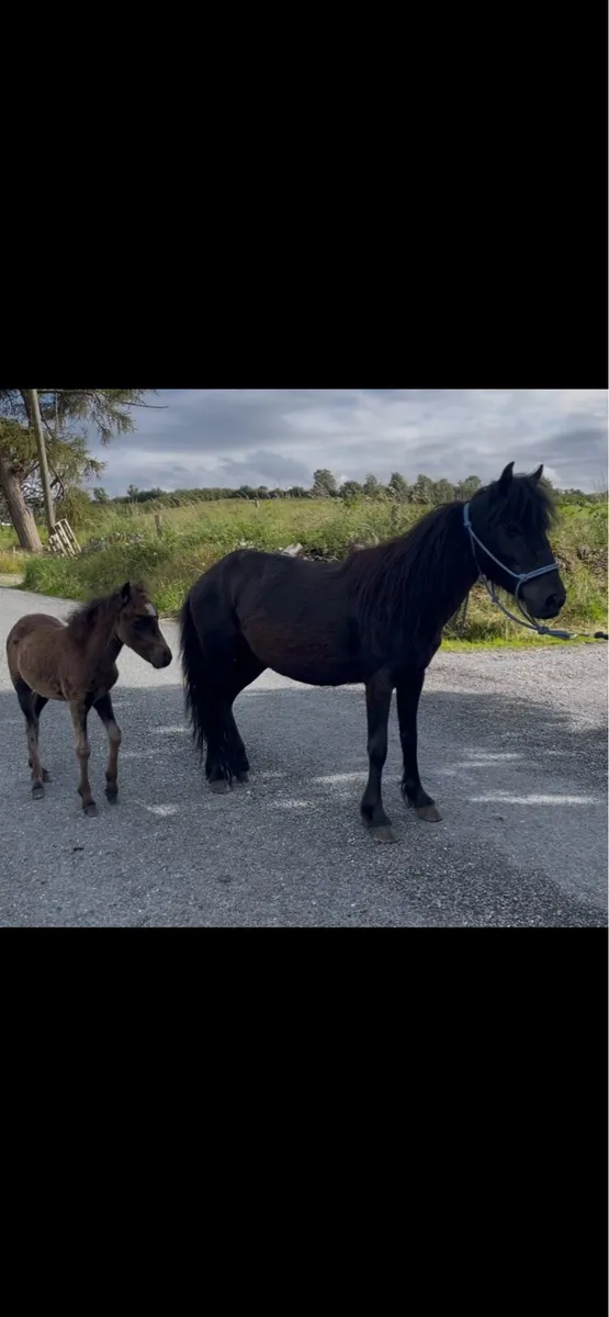 4yo mare pony with foal at foot - Image 2
