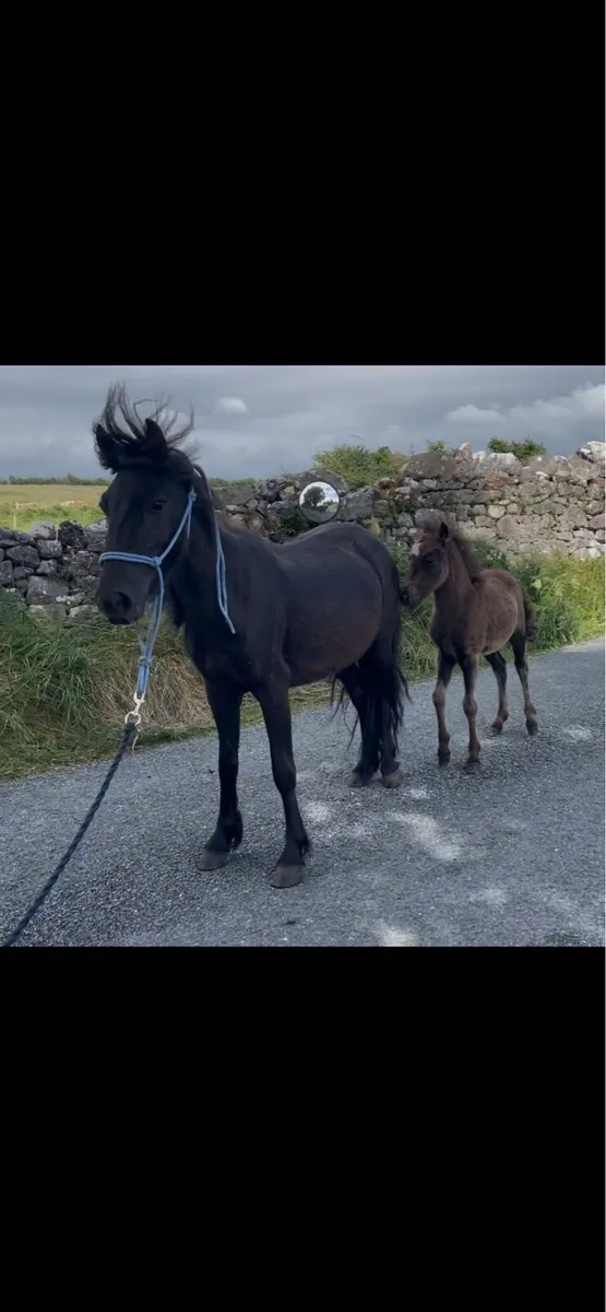4yo mare pony with foal at foot - Image 4