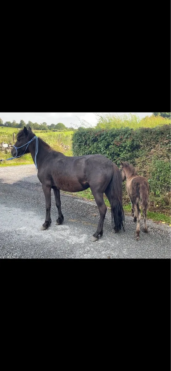 4yo mare pony with foal at foot - Image 3