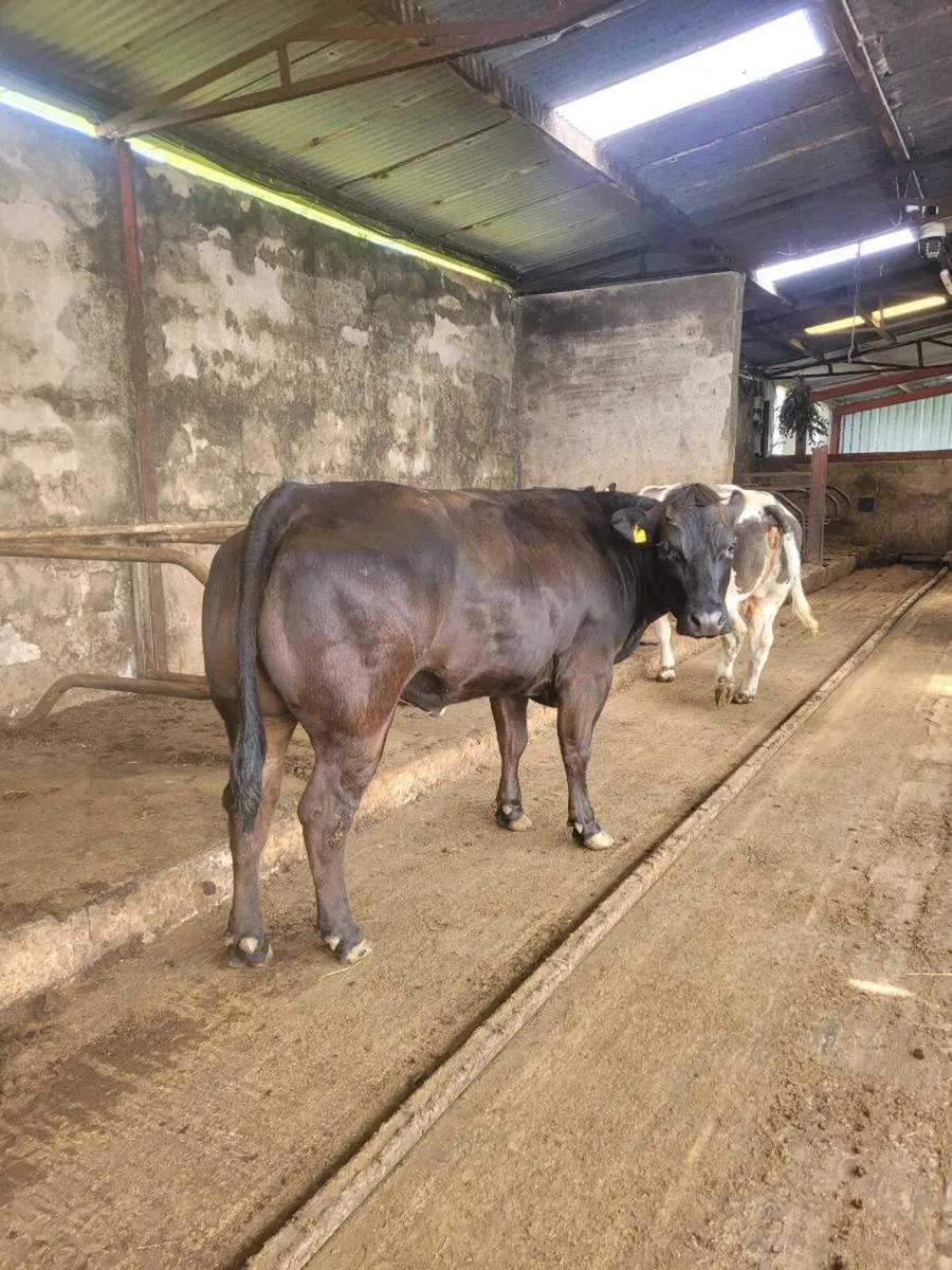 Quality suckler cows - Image 1