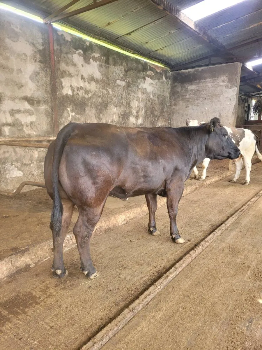 Quality suckler cows - Image 2