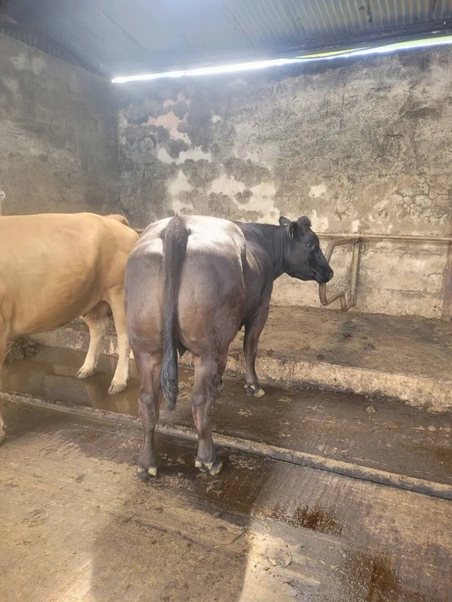 Quality suckler cows - Image 3