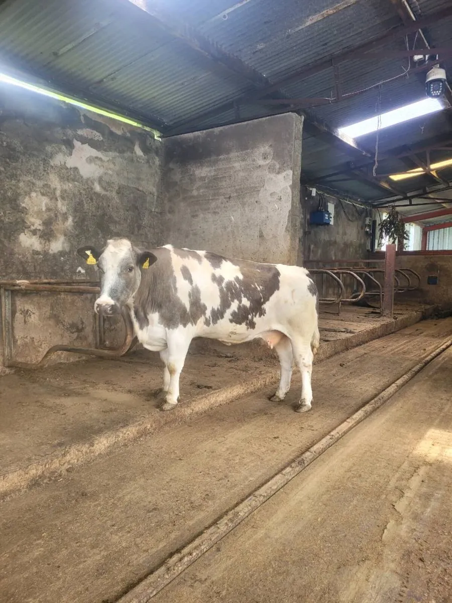 Quality suckler cows - Image 4
