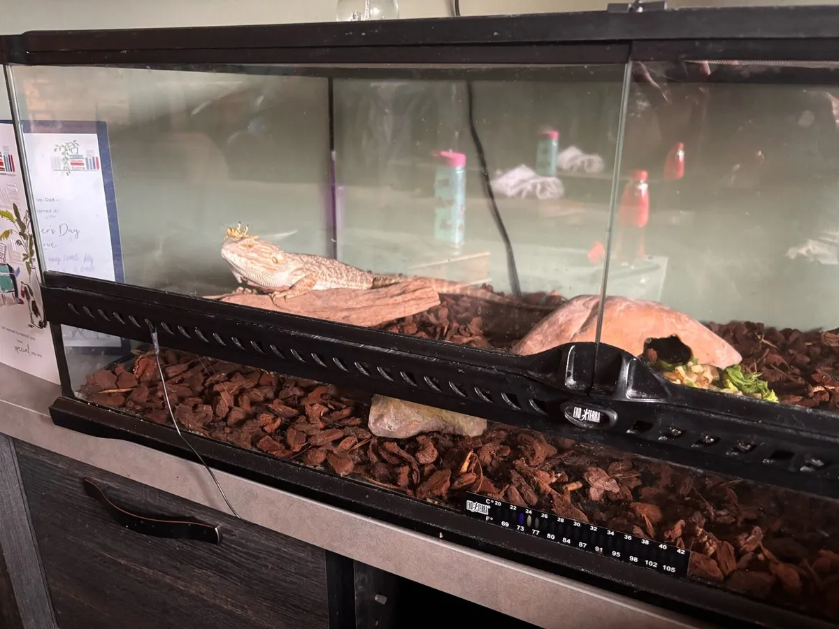 Bearded Dragon and whole enclosure - Image 4