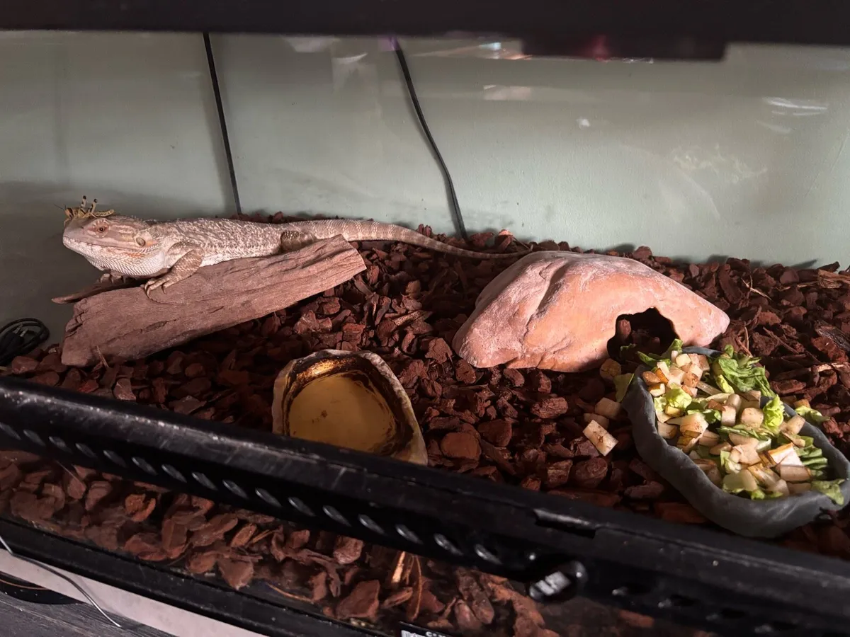 Bearded Dragon and whole enclosure - Image 2