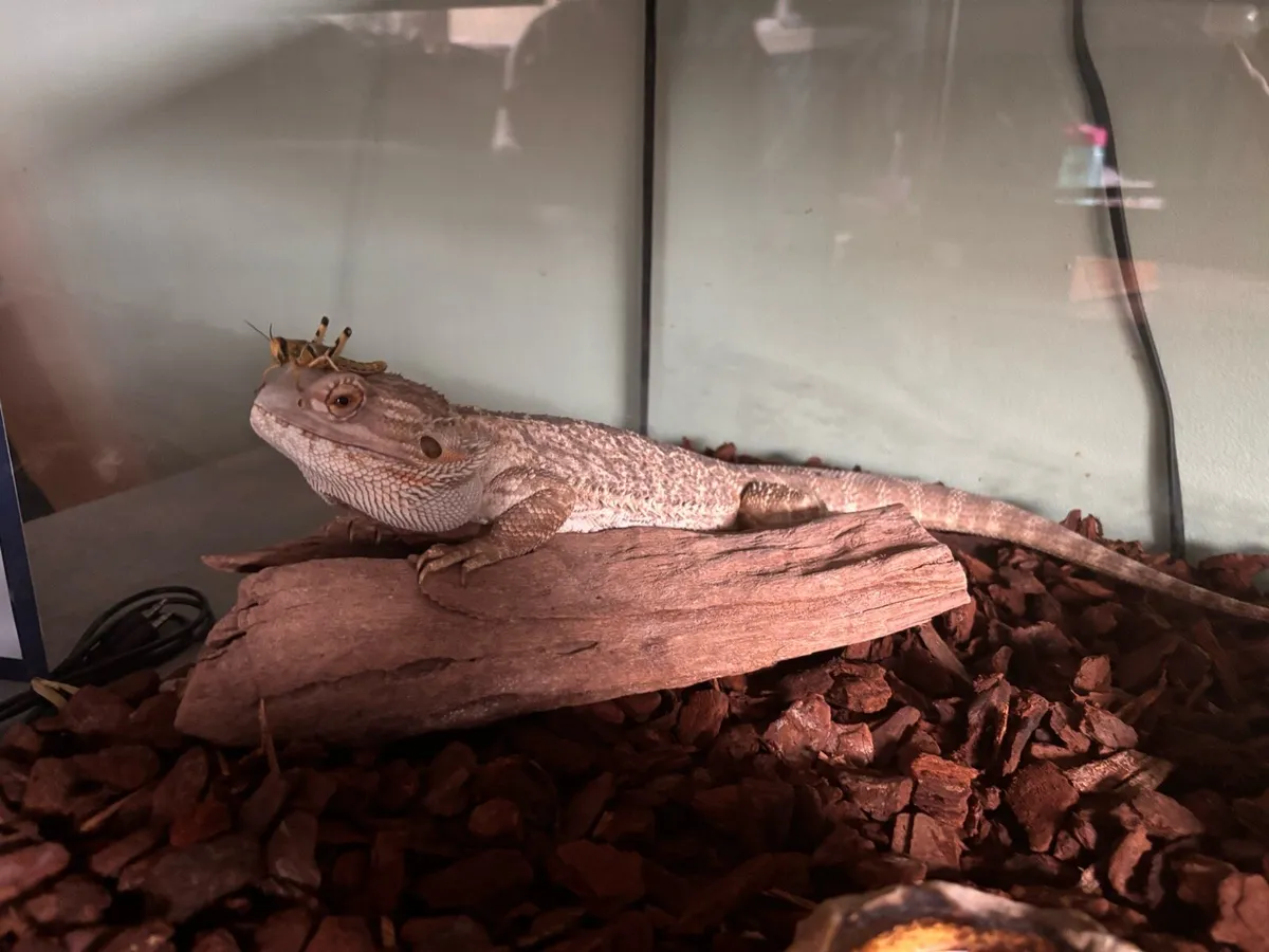Bearded Dragon and whole enclosure - Image 3